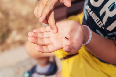 Küçük bir çocuğun ellerinde küçük kırmızı bir böcek