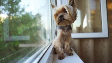 Yorkshire Teriyer köpeği pencereden dışarı bakıyor.