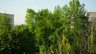 Rüzgardan sendeleyen yeşil ağaçlar 