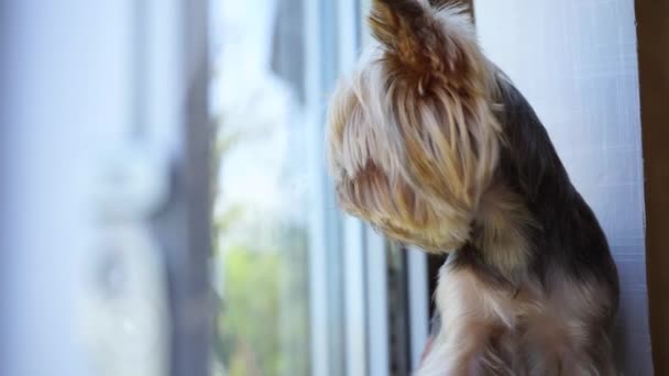 Yorkshire terrier cane guarda fuori dalla finestra — Video Stock