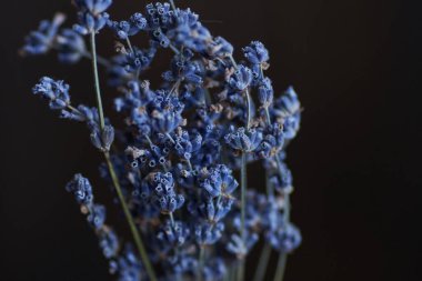 Lavanta buketi yakın plan, güzel arka plan. Yüksek kalite fotoğraf