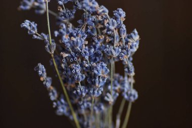 Lavanta buketi yakın plan, güzel arka plan. Yüksek kalite fotoğraf