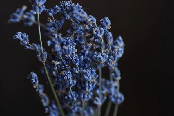 Lavanta buketi yakın plan, güzel arka plan. Yüksek kalite fotoğraf