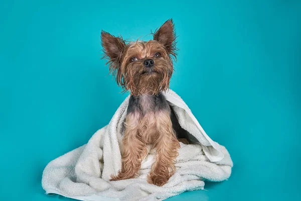 Yorkshire Terrier Cão Após Chuveiro Toalha Fundo Azul Foto Alta — Fotografia de Stock