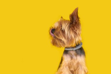 Sarı arka planda Yorkshire teriyer köpeği. Yüksek kalite fotoğraf