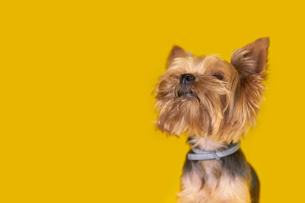 黄色の背景にヨークシャーのテリア犬 高品質の写真 — ストック写真