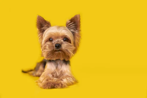 Yorkshire Cane Terrier Sfondo Giallo Foto Alta Qualità — Foto Stock