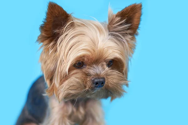 青い背景にヨークシャーテリアの犬 高品質の写真 — ストック写真