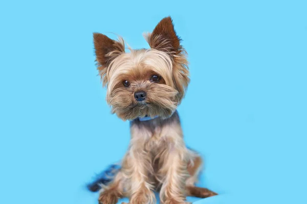 约克郡的狗 蓝色背景 高质量的照片 — 图库照片