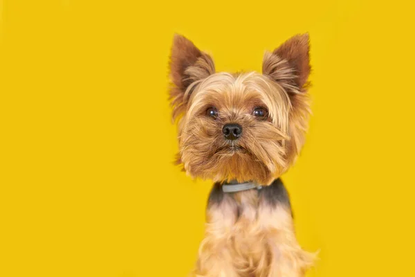 Yorkshire Cane Terrier Sfondo Giallo Foto Alta Qualità — Foto Stock