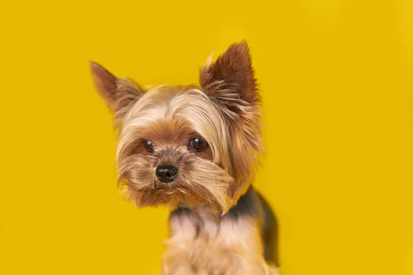 Yorkshire Terrier Kutya Sárga Háttérrel Kiváló Minőségű Fénykép — Stock Fotó