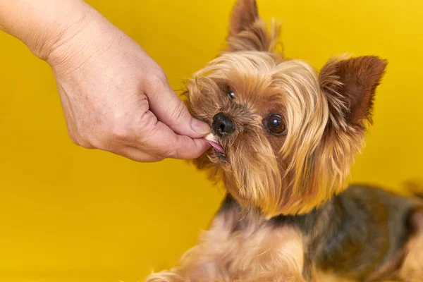 Yorkshire terrier dog eating a treat on a yellow background. High quality photo