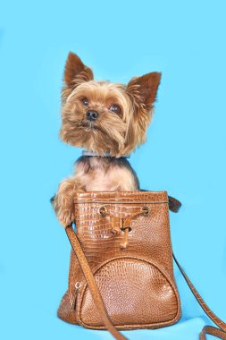 Yorkshire teriyer köpeği mavi arka planda bir çantada oturuyor.