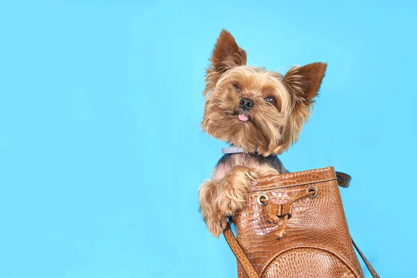 Yorkshire terrier cão senta-se em um saco em um fundo azul — Fotografia de Stock