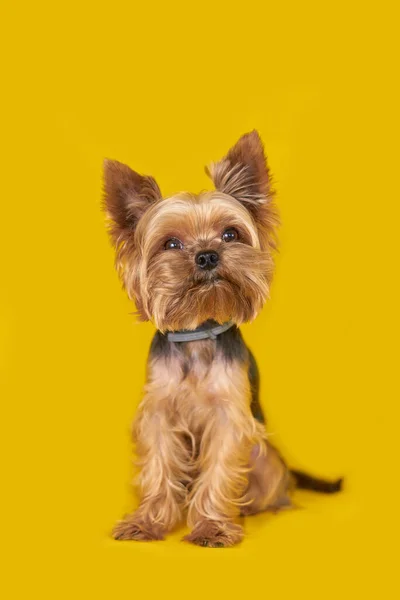 Yorkshire terrier cão no fundo amarelo, cachorro — Fotografia de Stock