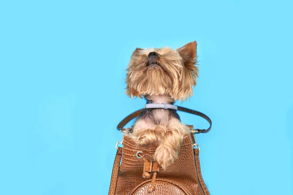 ヨークシャーテリアの犬は青い背景の袋に座っています — ストック写真