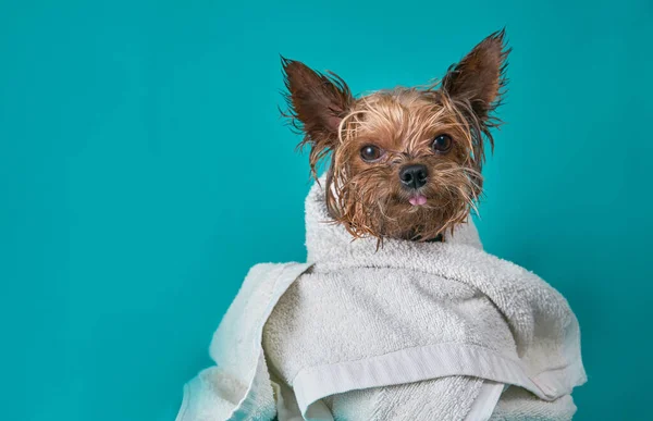 Mavi arka planda havluyla duş aldıktan sonra Yorkshire teriyer köpeği