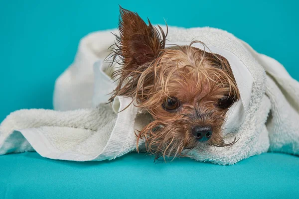 Yorkshire terrier dog after shower in towel on blue background