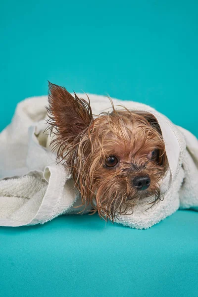 Mavi arka planda havluyla duş aldıktan sonra Yorkshire teriyer köpeği
