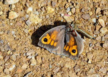 Asylids hırsız katil olarak da bilinir, aileyiz. Bir hırsız sinek öldürmek ve bir kelebek yemek görüntüsünü.