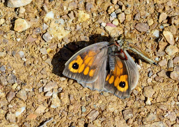 Asylids hırsız katil olarak da bilinir, aileyiz. Bir hırsız sinek öldürmek ve bir kelebek yemek görüntüsünü.