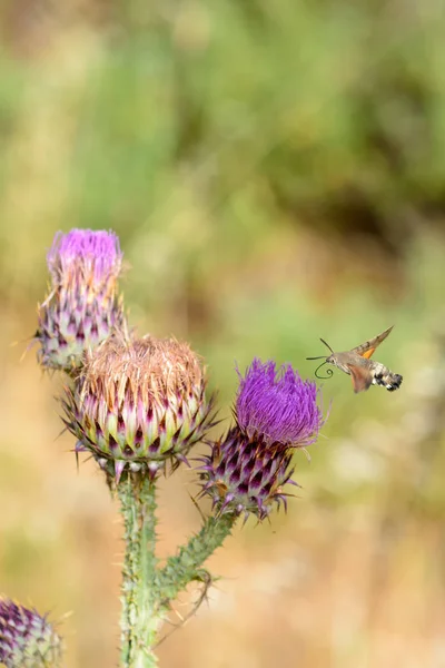Hummingbird Hawk Moth Feeding Flower Macroglossum Stellatarum Iglesias South Sardinia — Stock Photo, Image