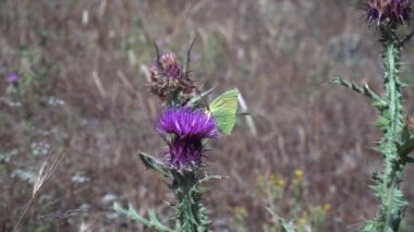 Yeşil saç çizgisi (Callophrys Rubi) bir devedikeni çiçek nektar emmek. Yeşil kelebekler ile yaz günü.
