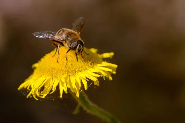 Abeille Qui Travaille Cherche Nectar Sur Une Fleur Camomille Jaune — Photo