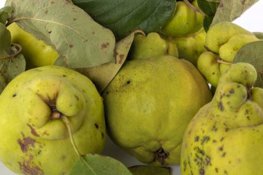 Sonbahar yeşil ayva yaprağı ile detayları. Beyaz arka plan.