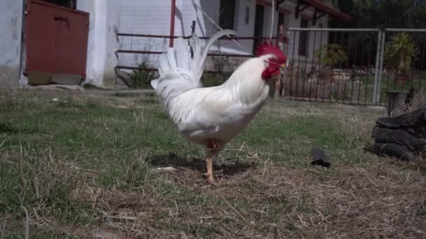 Witte Haan Met Kippen Het Erf Dieren Zwerven Het Erf — Stockvideo