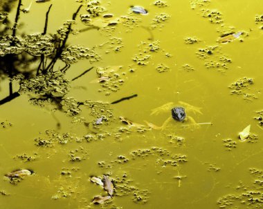 Sardunya ortak kurbağa, yaz aylarında gölet mevcut.