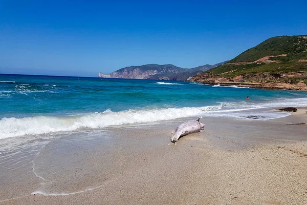 Sardinenküste ein toter Delfin, der vom Sturm in Richtung Meer getrieben wird — Stockfoto