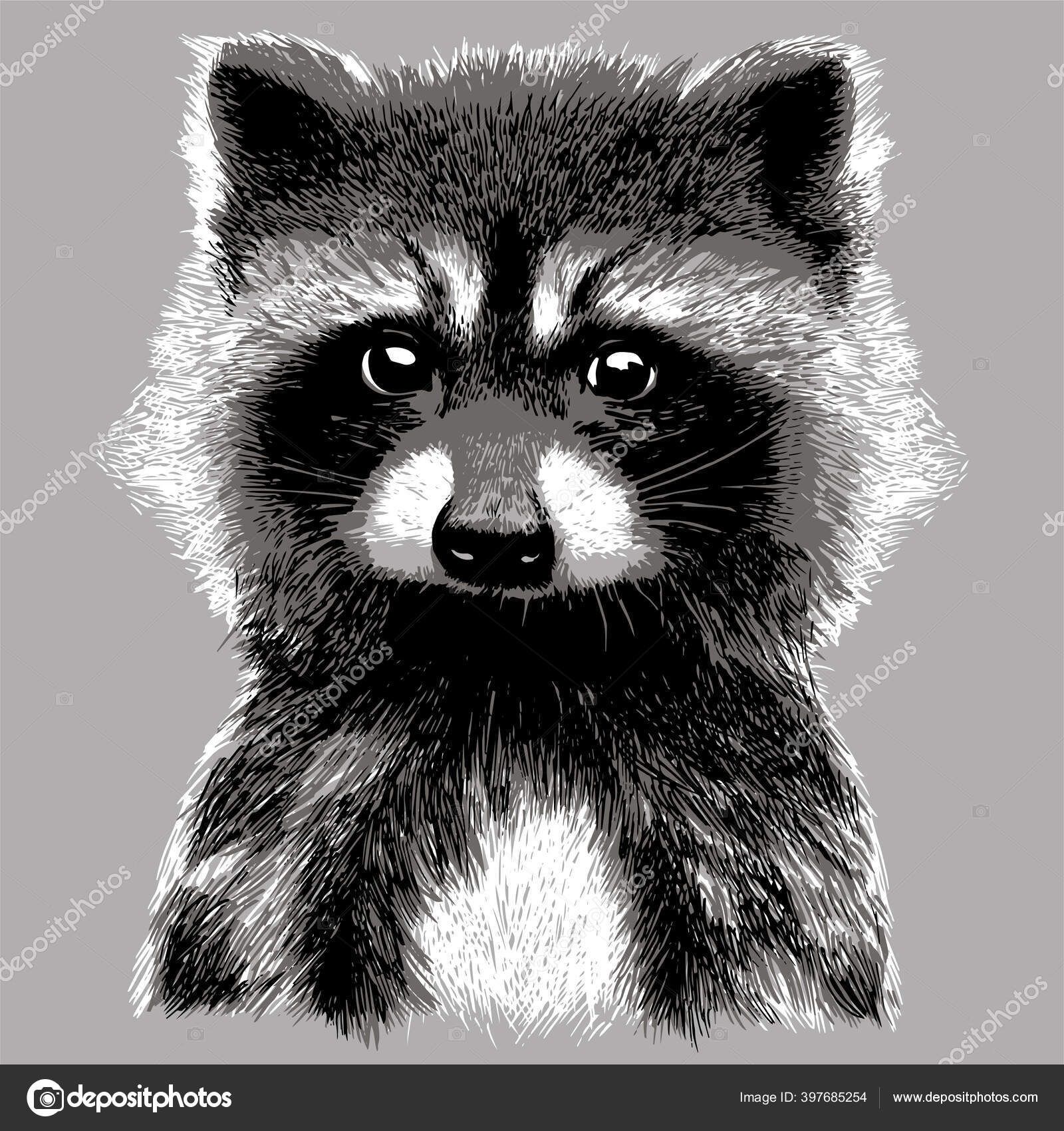 How To Draw A Realistic Raccoon