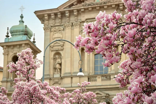 Blommande ljus magnolia träd. I bakgrunden är vacker historisk byggnad. — Stockfoto