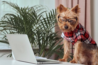 Büyük gözlüklü, güzel, sevimli bir köpek. Başarılı bir insan kavramı.