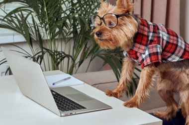 Evde dizüstü bilgisayarda çalışan şirin teriyer köpeği. Teknoloji konsepti.