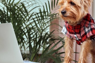 Köpek açık bir dizüstü bilgisayara bakıyor. Arka planda bir palmiye bitkisi.