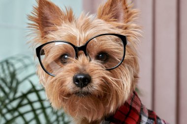 Büyük gözlüklü, güzel, şirin bir köpeğin ağızlık ağzını kapat..