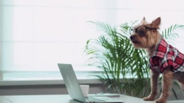 Uzun tüylü köpek video aracılığıyla konuşuyor. Masanın üzerinde bir defter var..