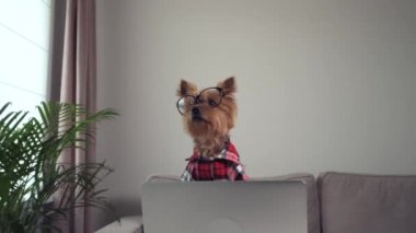 Büyük gözlüklü şirin köpek teriyeri. Kamera köpeğe yaklaşır, yaklaşır..
