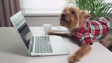 Küçük köpek pençelerini bir dizüstü bilgisayarla masaya koydu. Yavru köpek yukarı bakıyor.