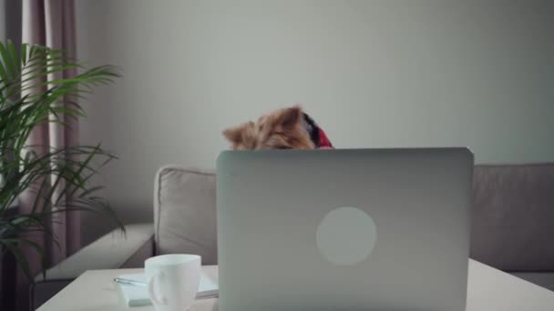 Beautiful dog terrier working with laptop in big glasses. Front paws on table — Stock Video