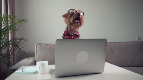 Cane che lavora su un portatile. Sul tavolo c'è una tazza con caffè, quaderno per scrivere — Video Stock