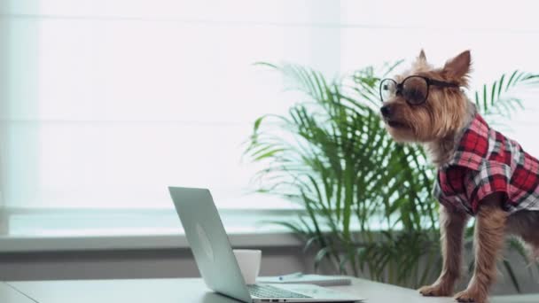 Een langharige hond praat via video. Er ligt een notitieboekje op tafel.. — Stockvideo