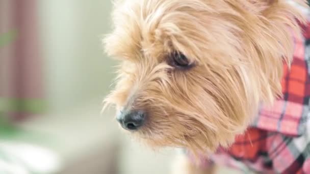 Taglio di capelli alla moda al cane. Cane vestito. Razza Yorkshire Terrier. — Video Stock