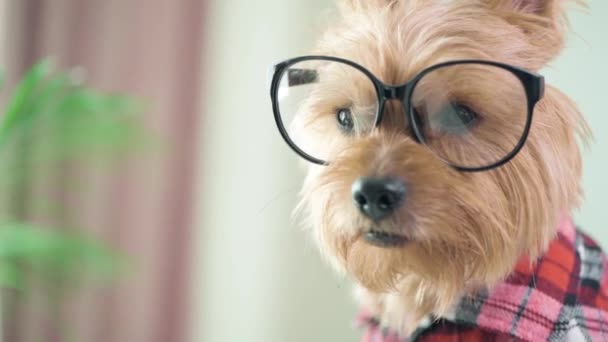 Primo piano del volto di un simpatico cane in grandi bicchieri. Taglio di capelli alla moda per un cane — Video Stock