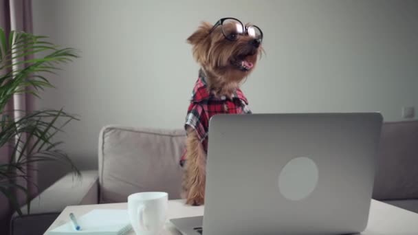 Terrier di cane che lavora con computer portatile in occhiali. La fotocamera si muove da sinistra a destra. — Video Stock