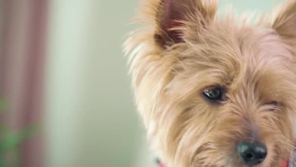 Un cagnolino vestito, una camicia rossa. Un amico che ti aspetta sempre. — Video Stock