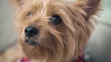 Köpek, kameraya bakıyor. Köpeğin saç kesimi çok şık..