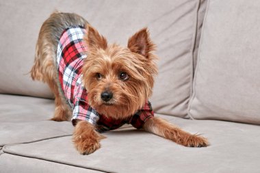 Tatlı bir teriyer köpeği kanepede yatar ve yan tarafa bakar..